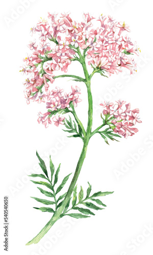 Watercolor Valeriana flower medicinal plant isolated on white background. Vector hand drawn herb illustration