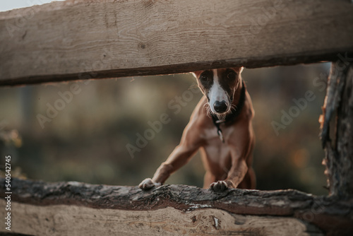Pies whippet wskoczył na drewniane ogrodzenie