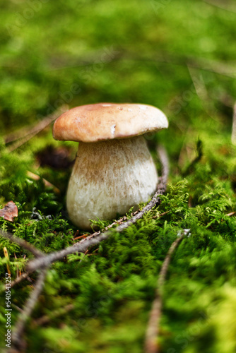 Wild forest porcini mushroom in moss, close-up, vertical