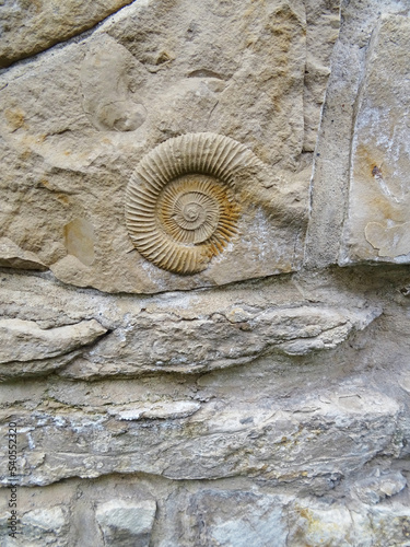 ammonite in a limestone rock used in a wall