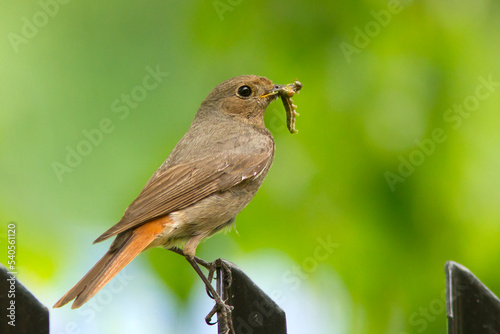 Kopciuszek zwyczajny, kopciuszek (Phoenicurus ochruros)