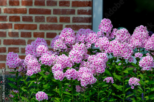 Selective focus bushes of pink flowers with green leaves in the garden, Phlox paniculata is a species of flowering plant in the phlox family, Polemoniaceae in summer, Nature floral pattern background.