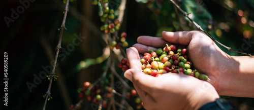Close-up of agriculturist hands holding arabica coffee berries in a coffee plantation.