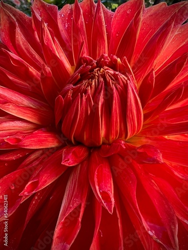 close up of dahlia flower background