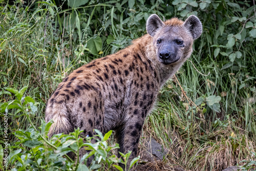 Spotted Hyena in Lake Nakuru National Park, Kenya