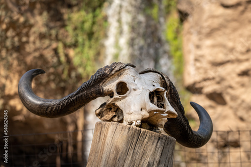 Buffalo skull in Lake Nakuru National Park, Kenya