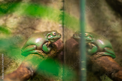 grupa zielona żaba w akwarium