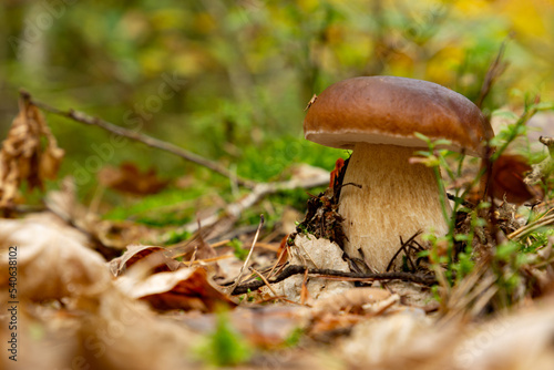 Mushroom Boletus edulis in autumn forest.