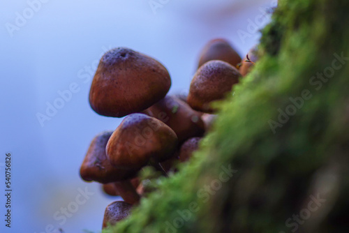 tree fungus family