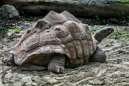 Walking seychelles giant tortoise. Latin name - Geochelone gigantea 