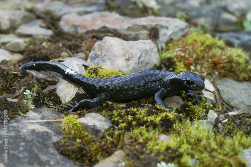 Closeup on the all black Alpine salamander, Salamandra atra from the Swiss Alps