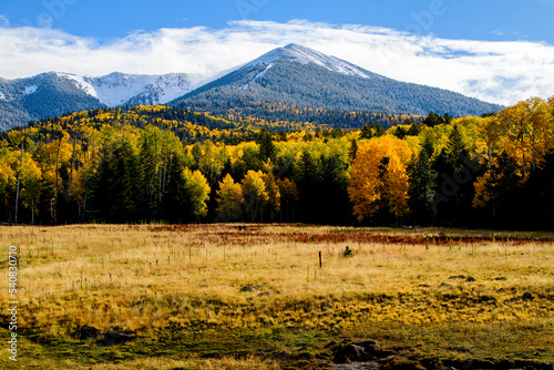 Fall Colors in Flagstaff, Arizona.