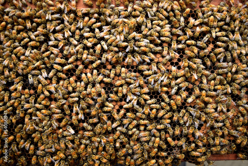 Swarm of bees in the hive, worker bees collect honey