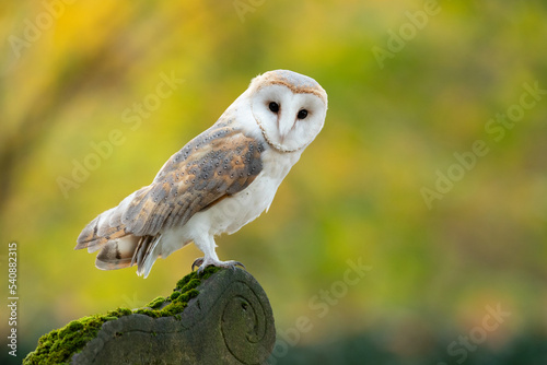 he barn owl (Tyto alba) is the most widely distributed species of owl in the world and one of the most widespread of all species of birds