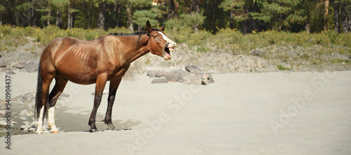 brown horse neighs on the beach.