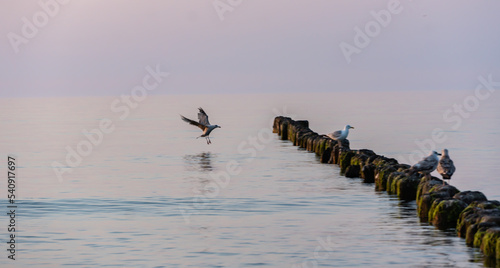 Flying seagull to the sea at sunset. The Baltic Sea, Kołobrzeg, Poland. Summer, 2022