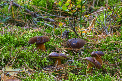 Grzyby jadalne w jesiennym lesie