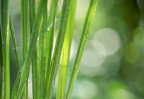 Lemongrass or Cymbopogon citratus on bokeh nature background.