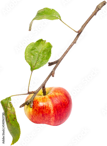 Tytuł: apple branch