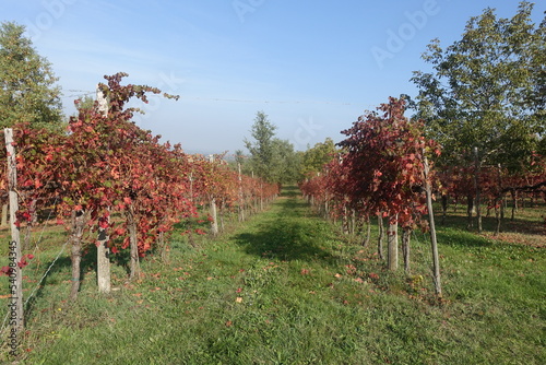 vigneto in autunno vitigno di lambrusco a castelvetro di modena