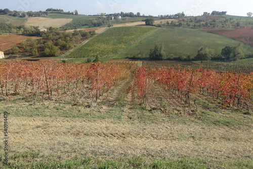vigneto in autunno vitigno di lambrusco a castelvetro di modena