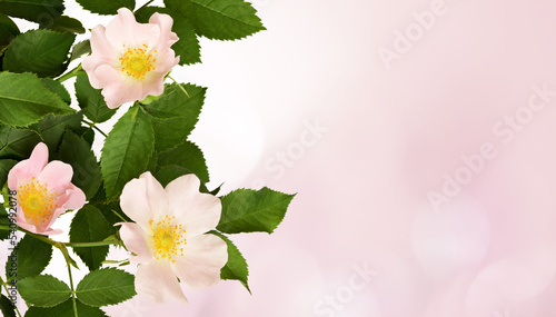 Wild rose flowers in a border arrangement on pink background