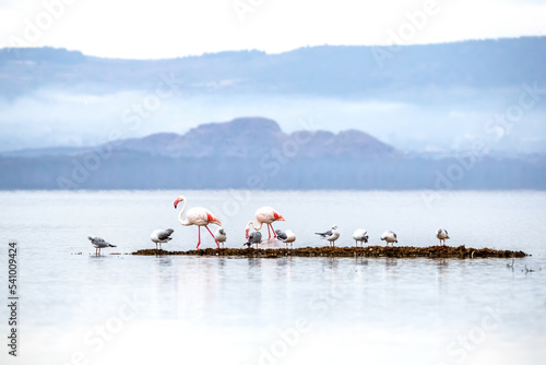 Greater flamingos, Phoenicopterus roseus, and gulls feeding in the shallows of Lake Nakuru, Kenya