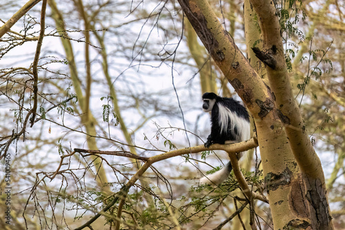 Colobus Monkey, Colobus guereza, high in the yellow fever tree forest of Lake Nakuru, Kenya
