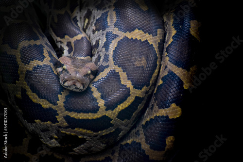 Indian Python ambush predators, remain motionless in a camouflaged position