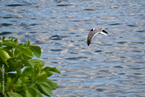 High-angle view of Sabine's gull flying over the wavy water