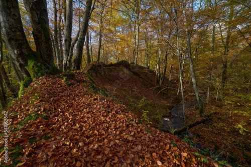 Leśna skarpa porośnięta bukami, a w dole szumi rzeka, w górze gwiżdże ptak. Jesień, żółte, czerwone, brunatne. liście, nad strumieniem.