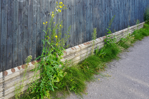 Large weeds have grown between the fence and the sidewalk of the city street