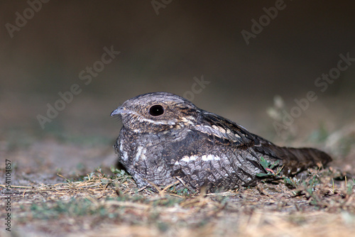 Lelek (Caprimulgus europaeus)