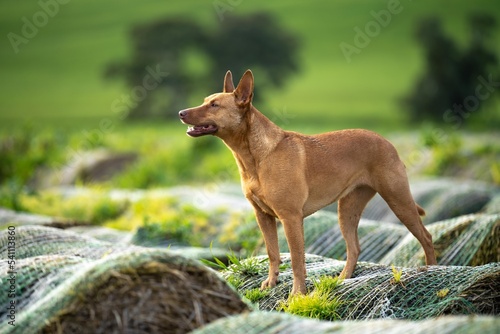 tan dog on a farm. working kelpie on a ranch