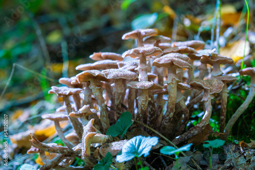 small mushrooms in a deciduous autumn forest