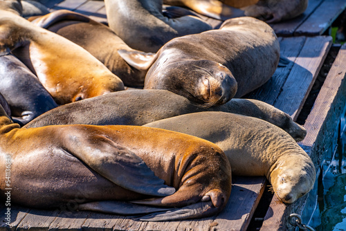 Sea lions rest on a pier in San Francisco.