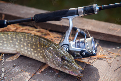 Freshwater pike and fishing equipment lies on wooden background with yellow leaves..