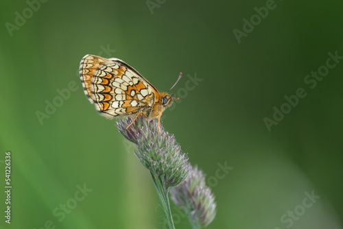Orange and white butterfly, closed wing resting on a plant, macro close up