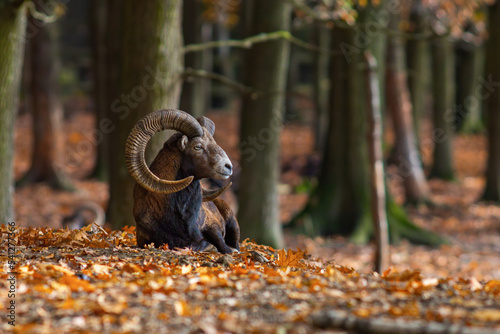 Male mouflon in the autumn forest