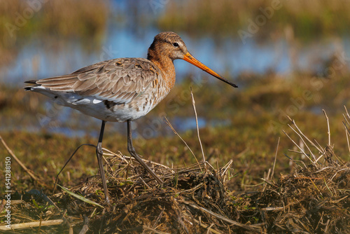 Black tailed godwit (Limosa limosa) in grass field at polder arkemheen. National bird of the Netherlands.