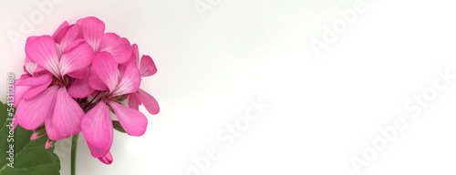 Bright pink geranium flower on a white background with a place for text