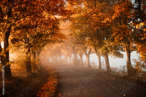 Autumn forest road leaves fall in ground landscape on autumnal background. Colorful foliage in the park. Falling leaves. Autumn trees in the fog