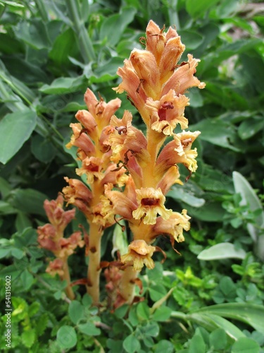 Germander broomrape (Orobanche teucrii) in bloom