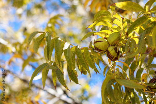 close up of pecan nuts inside husk and fall leafs in background 