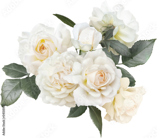 White roses isolated on a transparent background. Png file. Floral arrangement, bouquet of garden flowers. Can be used for invitations, greeting, wedding card.