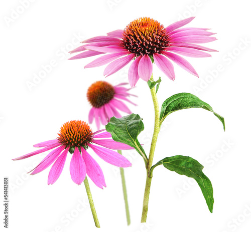 Echinacea flower for homeopathy, transparency background