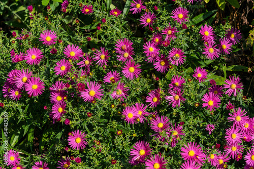 Aster novi belgii 'Bahamas' a magenta pink herbaceous summer autumn perennial flower plant commonly known as Michaelmas daisy stock photo image