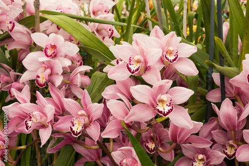 Closeup of boat orchids (Cymbidium) in a garden