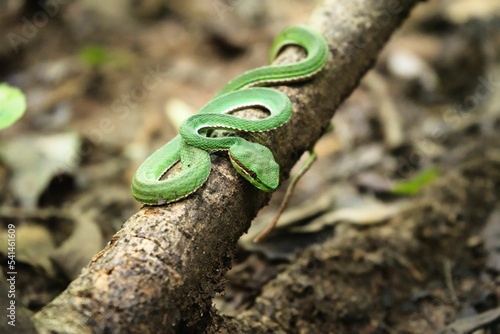 Closeup shot of the green mamba on a tree branch