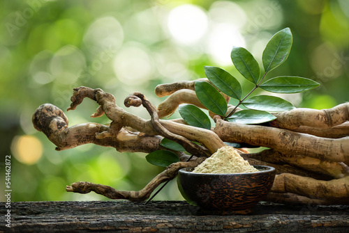 Eurycoma longifolia Jack,dried roots,green leaves and powder on nature background.